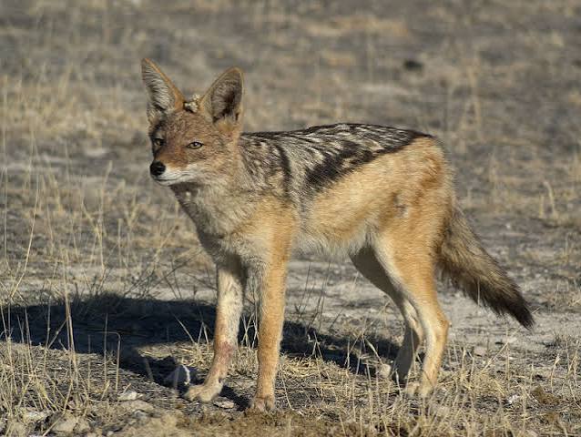 The Implicit Rectitude of the Jackal – Potatoes and the Promise of More  Potatoes