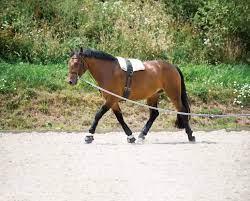 We did not find results for: Lungeing Kit Explained Horse And Rider