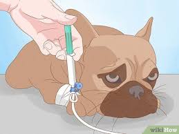 Image result for cuterebriasis in dogs
