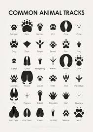Tierspuren im frisch gefallenen schnee sind so etwas wie die tageszeitung der natur. 18 Tierspuren Silhouetten Tiertafeln Ideen Tierspuren Tiere Illustration Design