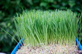 Is a potent, convenient and affordable way to get. Wheatgrass Benefits How To Grow Wheatgrass Indoors And Out