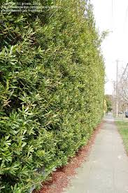 This tree is often used for habitat restoration thanks to their ability to adapt to a variety of environments. Plantfiles Pictures Morella Species California Wax Myrtle Pacific Waxmyrtle Morella Californica By Lehua Mc