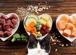 Nom nom is a meal delivery service for your beloved pets. Nomnomnow Fresh Cat Food Review The Catnip Times