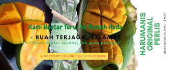 Dijangka pertengahan april 2017 harumanis dapat di petik. Harum Manis Original Perlis Home Facebook