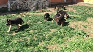 Izmir De Evcil Hayvanlarinizi Guvenle Birakabileceginiz Kedi Ve Kopek Otelleri