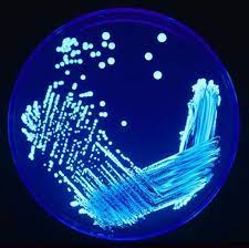 Wie berichtet, werden verdunstungskühlanlagen als mögliche quelle für die gefährlichen. Definition Legionelle Legionella Legionella Pneumophila Futura Sante