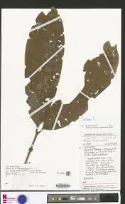 Image result for Salacia rhodesiaca