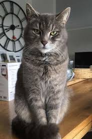 gorkem sevis adli kullanicinin cats panosundaki pin kedi komik hayvanlar hayvan resimleri