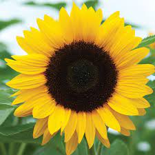 Sunrich Orange Summer Sunflower Seed Johnny S Selected Seeds Sunflower Pictures Sunflower Photo Sunflower Wallpaper