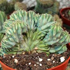 Image result for Myrtillocactus geometrizans