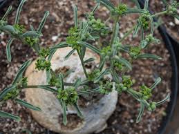 Image result for Raphionacme lanceolata