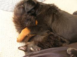 However, the truth is that dogs aren't really born to become adversaries with felines. How To Stop A Cat From Attacking Dogs Pethelpful