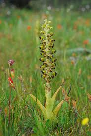 Image result for Corycium