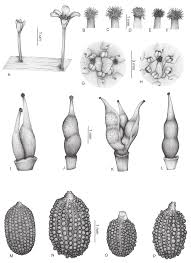 Image result for Cabombaceae