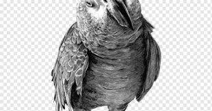 African grey is a free transparent png image. Parrot Drawing Birds Pencil Sketch African Grey Parrot Pencil Monochrome Fauna Png Pngwing