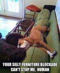 48 Best Funny Dog Memes To Make Your Day Funny Meme Memes Humor Comics Fun Funny Animal Pictures Funny Dogs Animal Captions