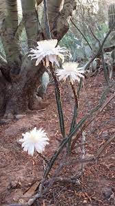 Pictures of arizona cactus plants and cactus flowers photo taken at the desert botanical garden in phoenix, march. Queen11 Jul 14 Jpg Desert Botanical Garden Desert Botanical Garden Phoenix Planting Flowers
