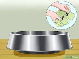 Insider bat ant free proof pet dog cat bowls 2 pack. 3 Ways To Keep Ants Out Of Pet Food Wikihow