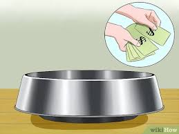 Some ants can be seen in the water bowl for a family cat in queensland. 3 Ways To Keep Ants Out Of Pet Food Wikihow