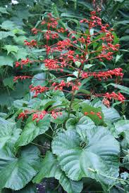 Image result for Clerodendrum