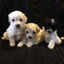Puppies and dogs in ohio. Puppies For Sale Havapoo Havapoos F Category In Union Ohio