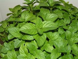 Resultado de imagen de FLORES DEL TOMILLO Y DE LA MENTA