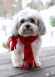 Havanese Intelligent And Funny Havanese Puppies Havanese Havanese Dogs