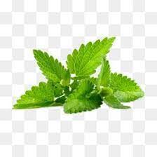 Green Mint Leaves Mint Leaves Mint Green Leaves Png And Vector With Transparent Background For Free Download Free Watercolor Flowers Leaf Photography Flower Png Images