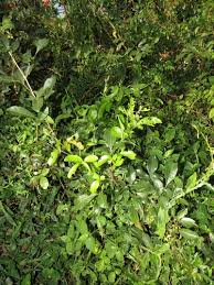 Image result for Searsia nebulosa