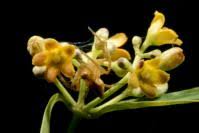 Image result for Secamone punctulata