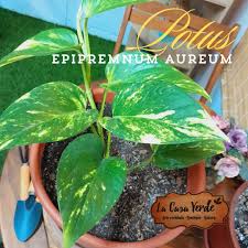 Image result for Epipremnum en casa