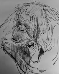 Zoo Sketching With Aaron Blaise Drawing Lions Tigers And Bonobos Zoo Character Design Sketches Drawings
