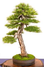 Larche Larix Decidua Mit Totholz Auf Der Bundesausstellung 2014 In Mannheim Mit Bildern Bonsai Bonsai Pflanzen Bonsai Baum
