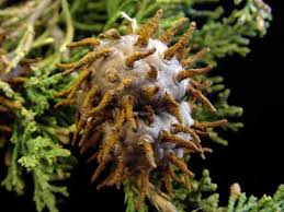 Check spelling or type a new query. Cedar Apple And Cedar Hawthorn Rusts Horticulture And Home Pest News