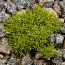 Image result for Sagina abyssinica