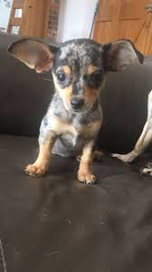 Black And Tan Chiweenie For Sale Dinky Chocolate And Tan Mini Dachshunds Romford Essex Pets4homes Chiweenie Puppies Chiweenie Dogs Mini Dachshund
