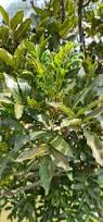 Image result for Ekebergia capensis