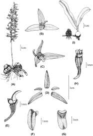 Image result for Bulbophyllum sp. nov
