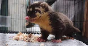 Tidak seperti kerabatnya seperti seperti yang saya tulis di artikel cara memelihara musang biul , musang biul adalah sejenis. 5 Jenis Musang Yang Cocok Dipelihara Di Rumah Untuk Pemula Pintarpet