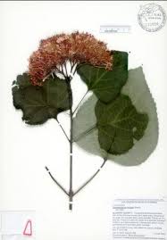 Image result for Clerodendrum buchneri