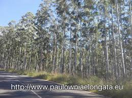 High survive rate paulownia seeds.fast growing rate paulownia roots, paulownia wooden wine box, wooden crafts,first quality oak barrel, custom design, logo and color wooden wine box and wine barrel. Plantatie Paulownia Elongata Home Facebook