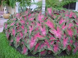 Flowering perennials for south florida. Ralph Edge February 2011 Shade Plants Shade Garden Plants