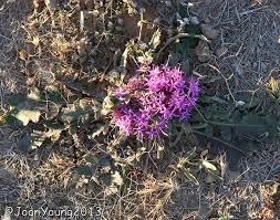 Image result for Platycarpha