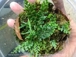 Image result for Asplenium sandersonii