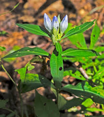 Image result for Gentianaceae
