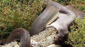 Snake Eats Crocodile After 5 Hour Battle Wordlesstech Australian Animals Snake Giant Snake
