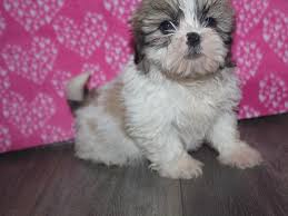 We did not find results for: Shih Tzu Dog Female Tan Wht 2582460 Pet City Houston