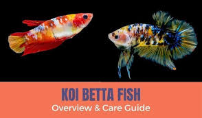 Well the answer is yes! Koi Betta Fish An Overview And Care Guide Pictures Types