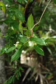 Image result for Morinda asteroscepa