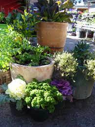 Interestingly, my favorite small pots since i fell in love with growing houseplants are the touch miss succulent pots and the la jolie plant pot (pack 2). Edible Gardens In Pots Sustainable Gardening Australia